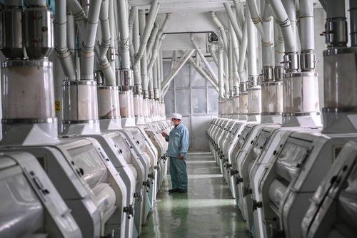 小麥精華糊粉層 濱州面粉廠以高科技開發(fā)學(xué)生專用粉